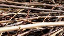 Mound of freshly cut branches Stock Footage