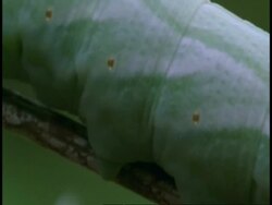 BCU green Caterpillar, crawling along branch, Western Ghats, India Stock Footage