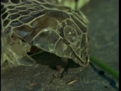 CU shed Grass snake, Natrix natrix, pan left from dead skin to snakes head, United Kingdom Stock Footage