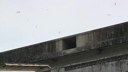 CLEAN : Myanmar's edible bird nest industry comes home to roost News Clip