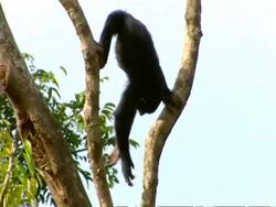 MWA low angle, Chimp standing on high branch, swings upside-down Stock Footage