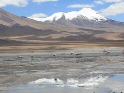 Flamingos in Laguna, Bolivian Altiplano Stock Footage