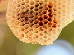 bees and hives Stock Footage