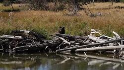 WS  shot of a male black bear (Ursus americanus) standing up along a stream Stock Footage