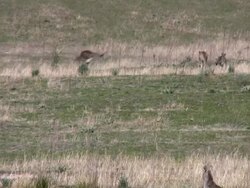Kangaroos, Australia, jumping in the wild Stock Footage