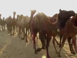 Camels Stock Footage