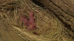 Newborn mice pups squirm in their grassy nest as an adult mouse scurries past. Stock Footage