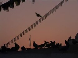 Pigeons settle on the Boudhnath Stupa Stock Footage