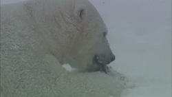 A polar bear bites at a hat in the snow. Stock Footage