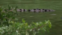 Tree branches sway near a reptile in a Florida swamp. Stock Footage