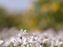 MS TS Shot of Cape rain daisies moving in the breeze with orange blossomed bush in BG / Namaqualand, Northern Cape, South Africa Stock Footage