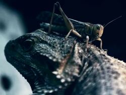 Locust on head of lizard Stock Footage