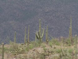 Static shot of Saguaro Cactus, scrub and other cactus on top of hill in Sonoran Desert, Arizona, USA. Stock Footage