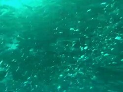 Sardine Run, Sardines, shark into school, school opens, reveal sun at surface, dolphins attack under bait ball, PAN, South Africa  Stock Footage