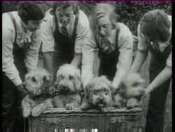 Dogs, Stunt, Ballet News Clip