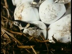 CU Grass Snake emerging from egg, England Stock Footage
