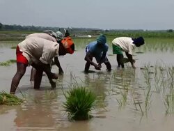 Farmer working in the rice paddy field   Stock Footage