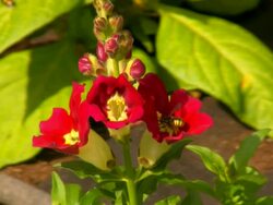 Bees in Flower Stock Footage