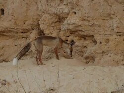 red fox (Vulpes vulpes) digging and climbing to its den Stock Footage