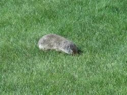 MS Squirrel on meadow / Banff National park, Alberta, Canada Stock Footage
