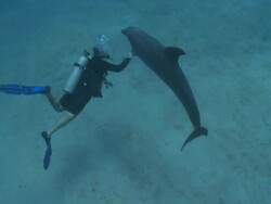 Habituated bottlenose dolphins (Tursiops truncatus) interact with dive leader and Sue Flood (some other divers uncleared) near sea floor, Roatan Island, Honduras  Stock Footage