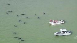 Ten whales dead, dozens stranded in Florida Everglades News Clip