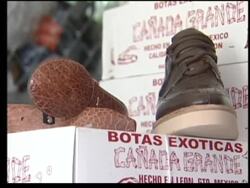 Hundreds of shoes, handbags made out of endangered species confiscated News Clip