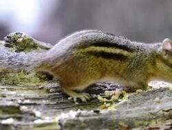 CU PAN Shot of chipmunk (Tamias striatus) gathering seeds and nuts on fallen log / Valparaiso, Indiana, United States Stock Footage