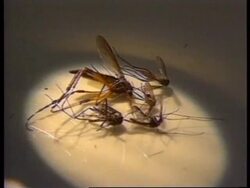 USA - Outbreak of encephalitis News Clip