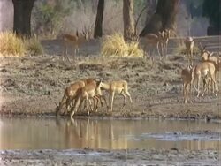 Impala Antelope, WA impalas drinking at pool, zoom in Stock Footage