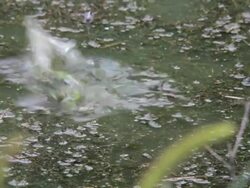 Frog in lake Stock Footage