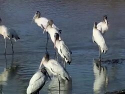 MS Storks standing in water / Guanacaste, Costa Rica Stock Footage