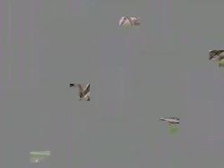 White Ibis Feeding Stock Footage