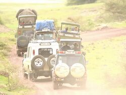 Wildlife viewing in Africa on Ngorongoro Safari Tour Stock Footage