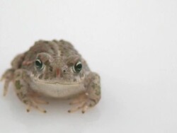 Little common midwife toad Stock Footage