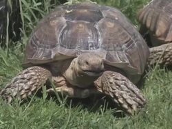 Large turtle 7 - HD 30F Stock Footage