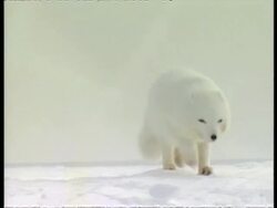 MS Arctic fox moving through snow, to camera, Arctic circle Stock Footage