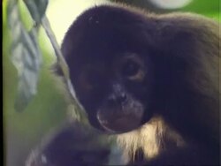 Spider Monkey ?, CU monkey in tree, looks at camera, scratches head and back, Panama Stock Footage