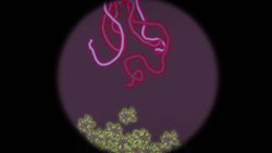 TED-Ed: What we know (and don't know) about Ebola - Alex Gendler Instructional Video