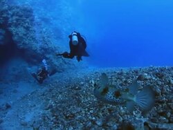 Coral And Fish Stock Footage