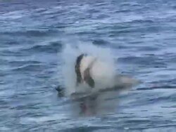 Medium static - A Great White shark leaps out of the ocean and dives back in / South Africa Stock Footage