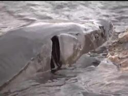 Wisconsin's prehistoric fish survived whatever killed the dinosaurs and now the Department of Natural Resources and volunteers want to keep it that way by keeping a close watch on the state's sturgeon population. News Clip