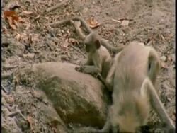 MS Hanuman Langur, Semnopithecus entellus, group drinking from pool in jungle, Bandhavgarh National Park, India Stock Footage