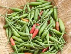 Turning small chilies. Stock Footage
