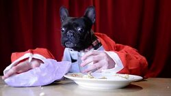 Christmas dog eating with hands Stock Footage