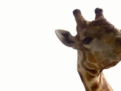 funny head of giraffe against white background Stock Footage
