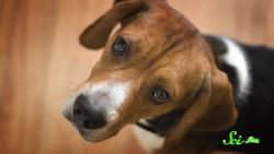 3 Weird Things That Domestication Did to Dogs Instructional Video