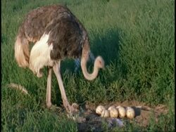 Female Ostrich, (Struthio camelus)stands and tends to eggs in nest, Namaqualand, South Africa Stock Footage