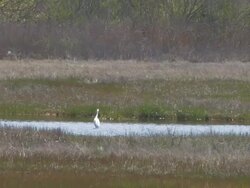 Snowy egret in the swamp 1 Stock Footage