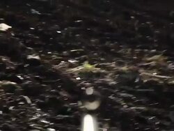 HD - Bored Soldier takes one Shot into the ground Stock Footage